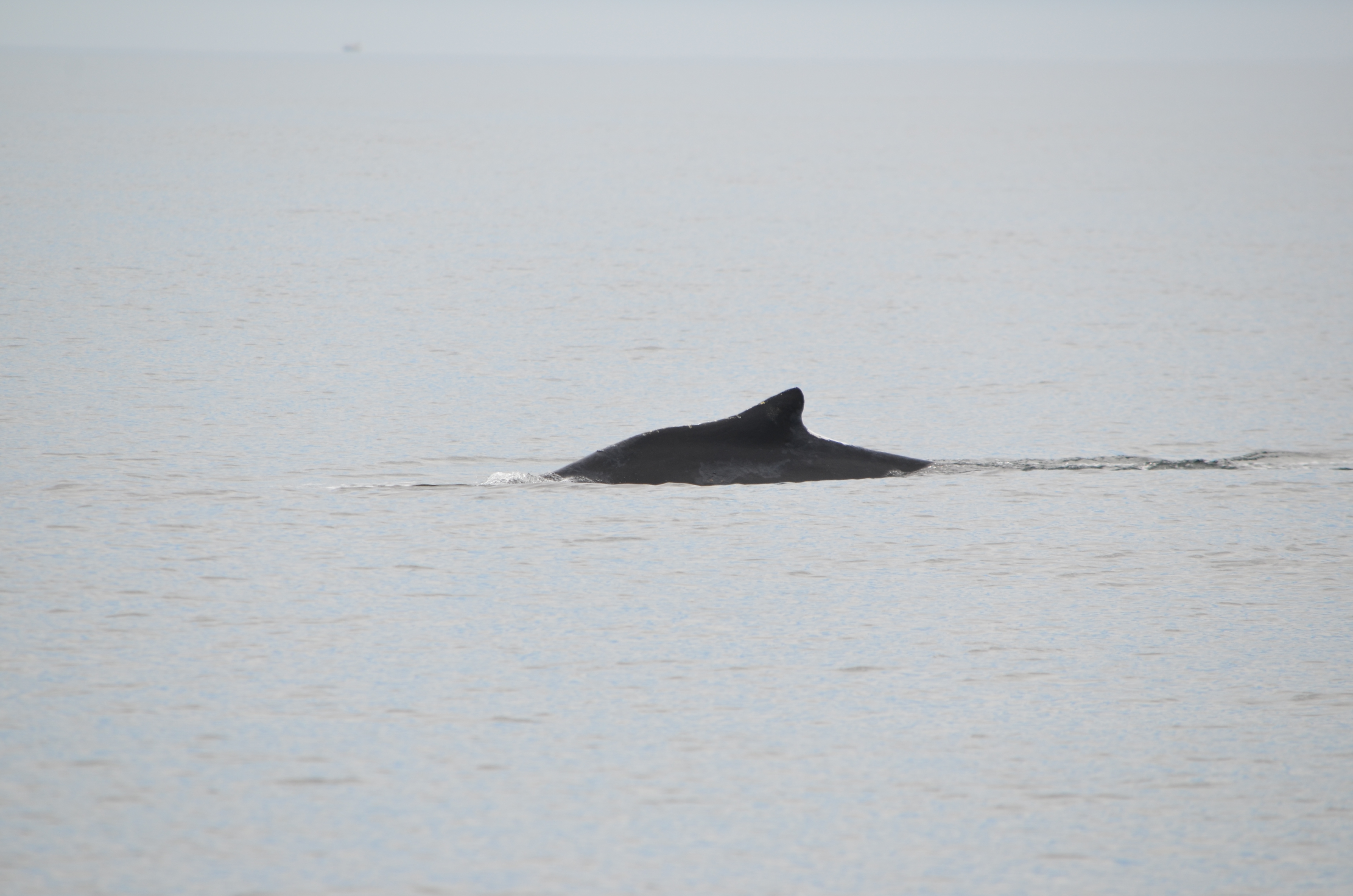 photos/wildlife/Mammal_Species/Humpback Whale/DSC_0030.JPG